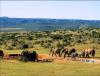 Africa Nature Animals (14)